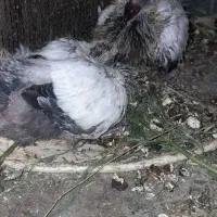 جوجه کفتر،همکاری