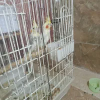 عروس هلندی