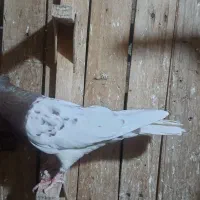 کفتر