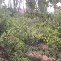 مدارک گمشده