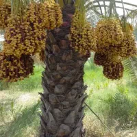 شادگان