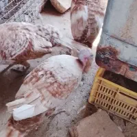 بوقلمون‌نر‌وماده