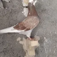 تعدادی کبوتر