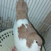 کفتر ساده ماده چپ سرخ