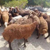 گوسفند زنده در جنت اباد پونک شهران  فردوس