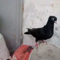 پرنده