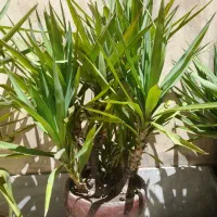 گل یوکا مادر چند شاخه