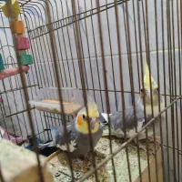 عروس هلندی جفت هستن