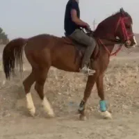 اسب نژاد کرد