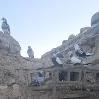 کفتر اوچان