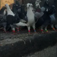 کفتر پرشی