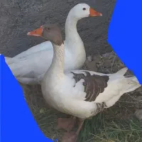قاز وقوقاز