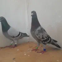 کبوتر 1جفت نروماده مسافتی اصل سرعتی  پرینت دار
