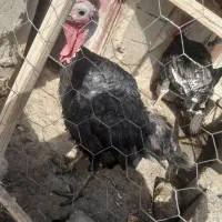 دوعدد بوقلمون