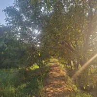400 متر زمین باغی چسب بافت