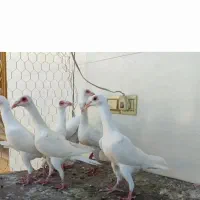 بغدادی . کاریر کیفیت عالی