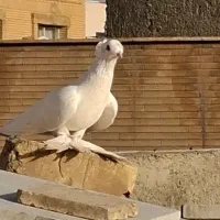 کبوتر راعبی