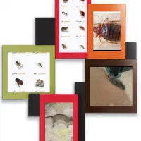 سم پاشی سوسک ،ساس ،موریانه
