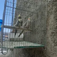 عروس هلندی  نر ماده