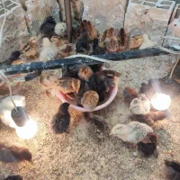 جوجه یک هفته ای