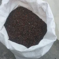 بذر لوبیا سبز