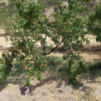 فروش-یک-باب-باغ