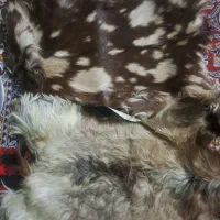 پوست چرم
