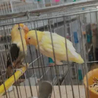 یک جفت کوتوله برزیلی