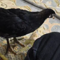 جوجه لاری