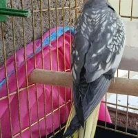 عروس هلندی ماده