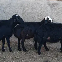 قوچ و بره قوچ قره قزل اصل