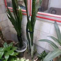 گل و گلدان
