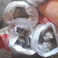کودکبوتر