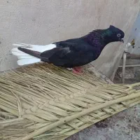 09390163511|سیم‌کارت|اهواز, کوی علوی|دیوار