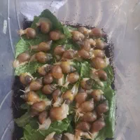 حلزون اچاتینا سالنی
