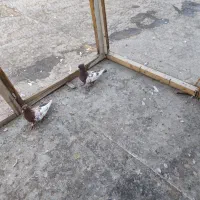 کبوتر