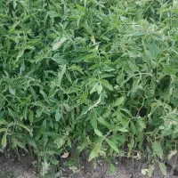 نهال گوجه