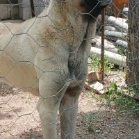 سگ سرابی