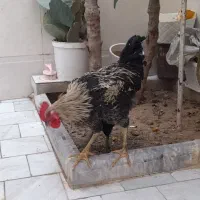 مرغ و خروس محلی