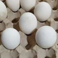 تخم قوغاز نطفه دار