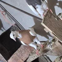 جفت طوقی خوشگل