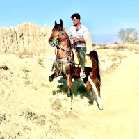 فروش نریان ترکی