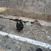تعدادی مرغ