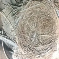 جوجه قناری باغی