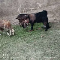 دوبر نجدی