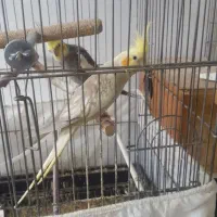 عروس هلندی مولد