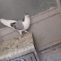 کفتر