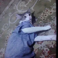 گربه آروم