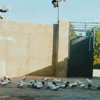 کفترسینه دم سیا