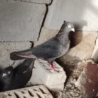 کفتر